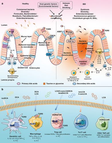 Figure 5. Interaction of gut microbiota, microbial bile acids, and host immunity. (a) Interactions between the gut microbiota and the host immune response in healthy and IBD states. Gut microbes play an important role in the maintenance of intestinal mucosal immune homeostasis, including the maintenance of an intact intestinal mucosal barrier and a modest immune response to antigens. Disturbances in the abundance and diversity of the gut microbiota can lead to impaired functioning of the host’s intestinal immune system, which can lead to IBD. (b) Bile acids can activate these receptors including LCA, 3-oxoLCA, isoLCA, isoalloLCA, DCA, isoDCA, UDCA, and OCA. IsoDCA inhibits FXR activity in DCs, resulting in the expansion of peripheral Treg cells, while OCA activates FXR to decrease the secretion of TNF-α, IL-1β, IL-6, CCL2 and to increase the level of IL-10. DCA and LCA activate TGR5 on macrophage to block NLRP3 inflammatory vesicle activity, thereby suppressing intestinal inflammation. The activation of TGR5 reduces the level of TNF-α, IFN-γ, IL-1β, IL-6, and CCL2. IsoalloLCA binds to the nuclear hormone receptor NR4A1 at the Foxp3 locus and increases Treg cell differentiation. The combination of LCA/3-oxoLCA increased the RORγt Treg cell population and proliferation via VDR. 3-oxoLCA blocks TH17 differentiation through RORγt and reduces IL-17A and IL-22 significantly. Besides, 3-oxoLCA and isoalloLCA regulate TH17 and Treg cell homeostasis. LCA also inhibits TH1 activation and differentiation via VDR.