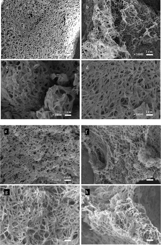 Figure 9. SEM diagrams of PLLA scaffolds fabricated with different rate of solvent system. dioxane/PEG2000 = 95/5(a), 90/10(b), 85/15(c), 80/20(d),and dioxane/PEG200 = 95/5(e), 90/10(f), 85/15(g), 80/20(h).