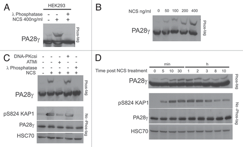 Figure 6 A fraction of PA28γ is phosphorylated by ATM in response to DNA damage. HEK293 cells were treated with NCS and cellular extracts separated on SDS-PAGE using 30 µM Phos-tag. (A) Immunoblots of PA28γ from cells treated with 400 ng/ml NCS for 30 min. The cellular extracts were or were not treated with λPPase. (B) Immunoblots of PA28γ from cells treated with various doses of NCS for 30 min. (C) Effect of the ATM inhibitor KU-55933 (ATMi) and DNA-PKs inhibitor NU-7441 (DNA-PKcs i) at 10 µM concentration on PA28γ phosphorylation, demonstrated using Phos-tag or regular gel. One hr after addition of the inhibitor, the cells were treated with 400 ng/ml of NCS for 30 min. HSC70 served as loading control, and phosphorylation of KAP-1 Citation19 represented the activation of the ATM-dependent DNA damage response. (D) Kinetics of PA28γ phosphorylation demonstrated using the Phos-tag or regular gel. The cells were treated with 400 ng/ml of NCS.