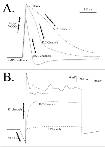 Figure 3. (A) A dissection of the various ion channels responsible for depolarization, repolarization and hyperpolarization of the cell membrane during an action potential event in a urethral smooth muscle cell.Citation30,31 Under control conditions the BKCa channel is primarily responsible for reducing the duration of the action potential spike and hyperpolarizing the membrane potential; Kv2 channels do not contribute to this process.Citation30 When BKCa channel current is suppressed, Kv2 channels are involved in repolarizing the membrane potential. When both BKCa and Kv2 channel currents are suppressed it is not yet known which conductances repolarize and stabilize the membrane potential. The conductances responsible for setting and maintaining/stabilizing the resting membrane potential have also not been reported. (B) An illustration of membrane currents evoked from a urethral smooth muscle cell in response to a step voltage clamp pulse. Depolarization of the cell membrane results in an L-type VGCC inward current. A rapidly activating, transient outward current is evident, carried by BKCa channels that requires VGCC activity and CICR from the SR. This is followed by a sustained and “noisy” outward current also carried by BKCa channels.Citation30,31,40 The delayed-rectifier Kv2 current can be observed when BKCa channel current is inhibited. Inhibition of both BKCa and Kv2 channel currents leaves a small net outward current that has not been fully resolved. Abbreviations: L-type VGCCs, long-lasting voltage-gated CaCitation2+ channels; ? Channels, unknown channels; BKCa, large conductance, Ca2+-activated K+ channel; Kv2, voltage-gated K+ channels (Shab-related subfamily); mV, millivolt; ms, millisecond; RMP, resting membrane potential.