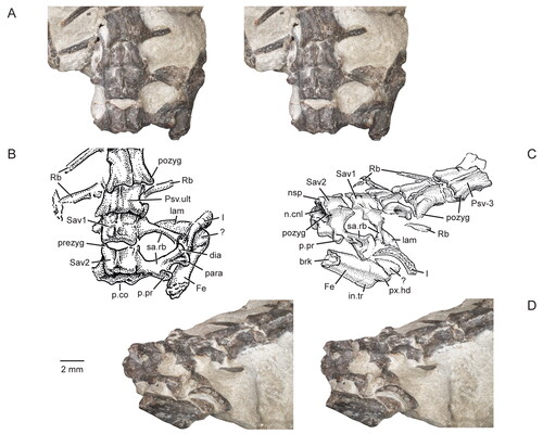 Figure 20. Sacral vertebrae of the holotype specimen (USNM PAL 722041, ‘skeletal block’) of Opisthiamimus gregori gen. et sp. nov. A, extended depth of field (EDF) stereophotopair of the posterior-most presacral and sacral vertebrae in dorsal view; B, interpretive camera lucida drawing for A; C, interpretive camera lucida drawing for D; D, EDF stereophotopair of the posterior-most presacral and sacral vertebrae in posterolateral and dorsal views. Abbreviations: brk, break; dia, diapophysis; Fe, femur; I, ilium; in.tr, internal trochanter; lam, lamina; n.cnl, neural canal; nsp, neural spine; p.co, posterior cotyle; p.pr, posterior process; para, parapophysis; pozyg, postzygapophysis; prezyg, prezygapophysis; Psv-3, third from last presacral vertebra; Psv.ult, ultimate or last presacral vertebra; px.hd, proximal head; Rb, rib; sa.rb, sacral rib; Sav1, sacral vertebra no. 1; Sav2, sacral vertebra no. 2; ?, unidentified bone.