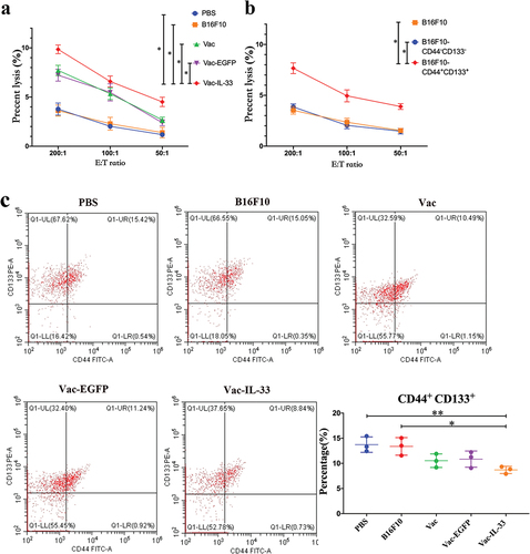 Figure 5. MSC vaccine enhances the specific cytotoxic T-lymphocyte effects. (a) Splenic lymphocytes of different groups mice were collected as effector cells, and B16F10 cells as target cells. (b) Splenic lymphocytes in Vac-IL-33 group were collected as effector cells, and B16F10 cells, B16F10-CD44-CD133 -and B16F10-CD44+CD133+ as target cells. (c) MSC vaccine kills specifically CD44+CD133+ melanoma cells. The expression of CD44 and CD133 in melanoma tumor from different groups was evaluated by flow cytometry(n = 3; *P < .05).