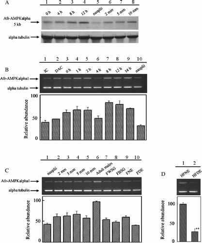 Figure 3 Expression of AMPK alpha subunit gene in Artemia and cysts at various developmental stages. (A) Northern blot analysis of Artemia AMPK alpha subunit gene expression in developing cysts incubated for 0, 4, 8 and 12 h, and in developing Artemia (nauplii, 2, 5 and 10 mm). (B) Semi-quantitative RT-PCR analysis of Afr-AMPKalpha1 expression in IC, dry activated cysts (DAC), hydrated activated cysts that were incubated for 0–14 h, and in nauplii. (C) Semi-quantitative RT-PCR analysis of Afr-AMPKalpha1 expression in developing Artemia (nauplii, 2–10 mm), in adult males and females (FWSG, females with two oocyte-filled lateral pouches and white shell gland; FBSG, females with two oocyte-filled lateral pouches and brown shell gland; FDE, females with diapause-destined embryos; FNE, females with non-diapause embryos). (D) Semi-quantitative RT-PCR analysis of Afr-AMPKalpha1 expression in the head and thoracic region of Artemia with diapause-destined embryos (HFDE), and with non-diapause embryos (HFNE). Asterisks (**) indicate significant differences (P < 0.01, by one-way ANOVA).