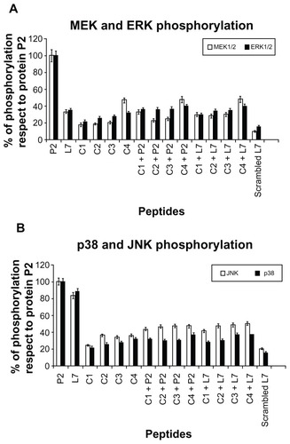 Figure 2 MEK1-MEK-2/MAPK activation in U937 cells in response to Hib porin (13 nmol/ml) or peptides (130 nmol/mL). In some assays, the complementary peptides C1, C2, C3 and C4 were preincubated for 60 minutes at 37°C with Hib porin or loop L7 and then used for cell stimulation. U937 cells (3 × 106 cells/mL) were stimulated for 10 min, lysed and immunoprecipitated with anti-phospho-specific form antibodies of each enzyme. The immunoprecipitates were subjected to SDS-PAGE, blotted onto PVDF membrane and reacted with specific HRP conjugated antibodies.Notes: Gels were scanned for densitometry analysis with the Sigma Gel Software, and the ratio of the value for each stimulation to the value for protein P2, which was taken as 100%, is shown. The data are averages from three different experiments; the error bars indicate the standard errors of the means.