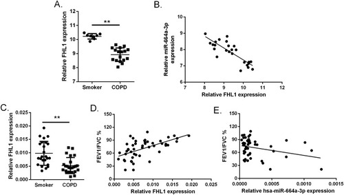 Figure 5 FHL1 expression and correlation with hsa-miR-664a-3p and FEV1/FVC% in COPD and normal smokers. (A) Relative mRNA level of FHL1 in lung tissue (smoker: n = 8, COPD: n = 17). Data were obtained from the GEO database GSE38974 and presented as log2 expression of probe intensity. (B) Spearman correlation analysis of correlation between FHL1 and hsa-miR-664a-3p expression in lung tissue. (C) Relative mRNA level of FHL1 in PBMCs (smoker: n = 24, COPD: n = 24). Data are relative to GAPDH expression. Spearman correlation analysis of correlation between FEV1/FVC% and (D) FHL1 and (E) hsa-miR-664a-3p expression in PBMCs (**p < 0.01).