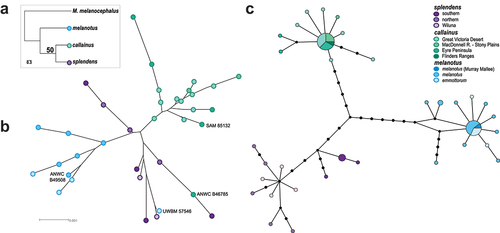 Figure 2. Nuclear and mtDNA variation across the Splendid Fairywren complex. (a) Species tree estimated from all concatenated data. (b) Unrooted Neighbor-joining tree estimated for the unphased concatenated 8-locus dataset. The museum accession number of specimens identified with admixed ancestry in STRUCTURE analyses are included for reference. (c) MtDNA ND2 haplotype network combined from specimens in the studies of Kearns et al. (Citation2009) and Dolman and Joseph (Citation2012).