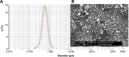 Figure 1 (A) Typical size distribution for CB13-PLGA NPs (polymer used: Resomer 502, loading: 10% w/w). (B) SEM photograph of the same formulation.Abbreviations: CB13, 1-Naphthalenyl[4-(pentyloxy)-1-naphthalenyl]methanone; PLGA, poly(lactic-co-glycolic acid); NPs, nanoparticles; SEM, scanning electron microscope.