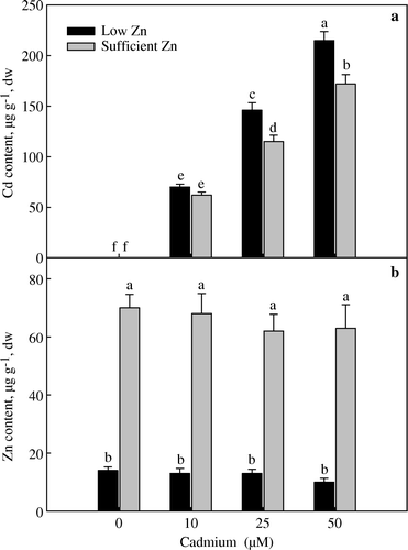 Figure 1.  Cadmium (a) and Zn content (b) in the leaf of wheat (Triticum aestivum) grown with 0, 10, 25 and 50 µM Cd under low (0.5 µM Zn) and sufficient zinc (2 µM Zn) at 30 days of seedling emergence. Treatment mean±standard error (SE) (n=3). Data followed by the same letter are not significantly different at p≤0.05 level as determined by Duncan's multiple range test.