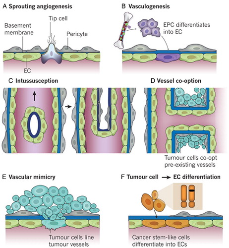 Figure 2. Modes of vessel formation in normal tissues (A–C) and tumors (A–F). EC, endothelial cells; EPC, endothelial progenitor cells. Reprinted with permission from Carmeliet and Jain.5