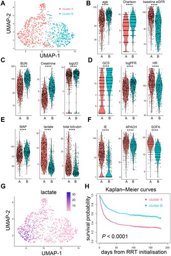 Figure 5. Supplementary unsupervised clustering of patients with dialysis-requiring sepsis-associated acute kidney injury. (A) This clustering approach was performed by principal component analysis of the 23 clinical parameters using the k-nearest neighbour graph structure embedding and Louvain community algorithm. Two clusters (591 patients in cluster A, 408 patients in cluster B) were identified and visualized by the Uniform Manifold Approximation and Projection (UMAP) dimensional reduction. (B-F) Violin plots showed the different features between the two clusters. ****p < 0.0001. (G) Feature plot projected on the UMAP depicts the serum lactate levels upon initializing renal replacement therapy. (H) Kaplan–Meier curves of patient survival stratified by the two clusters. Charlson: Charlson Comorbidity Index; eGFR: estimated glomerular filtration rate; BUN: blood urea nitrogen; logUO: logarithm of urine volume; GCS: Glasgow Coma Scale; BT: body temperature; MAP: mean arterial pressure; logPFR: logarithm of the PaO2 to fraction of inspired oxygen ratio; IE: inotropic equivalent; APACH: Acute Physiology and Chronic Health Evaluation II score; SOFA: sequential organ failure assessment score; RRT: renal replacement therapy.