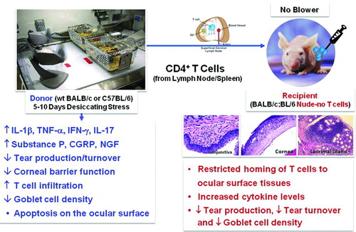 FIGURE 4.  Desiccating stress-induced model of dry eye. Female C57BL/6 mice (6–8 weeks old) exposed to desiccating stress (DS: subcutaneous scopolamine (1 mg/0.2 ml) three times per day, humidity <40%, and sustained airflow) display similar clinical and histopathological features to patients with dry eye disease. Moreover, CD4+ T cells isolated from the cervical lymph nodes and spleen of dry eye mice are sufficient to cause disease in T-cell-deficient nude-recipient mice. Desiccating stress-induced model of dry eye was originally described in Dursun et al. 2002. IOVS. 43[Citation3]:632–638 and Niederkorn et al. 2006. J. Immunol. 176: 3950–3957 (70;131).