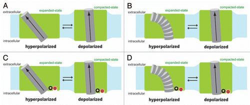 Figure 1 Hypothetical voltage sensing mechanisms of prestin. Two different structural states of prestin (expanded vs. compacted) are shown in green with a hypothetical voltage sensing α-helix (gray cylinder), whose N-terminus faces the extracellular side. The α-helix dipole, the direction of which is from the C-terminus (negatively charged) to the N-terminus (positively charged) by definition, is shown with arrow. Shown in light blue is the cell membrane. The length of the hypothetical voltage sensing α-helix is assumed to be similar to the thickness of the cell membrane in the models. If the typical cell membrane thickness of ∼3 nm were used, and if the partial charge present at the N-terminus and the C-terminus were assumed to be +0.5 and −0.5, respectively, the magnitude of the α-helix dipole moment would be calculated as 2.4 × 10−28 Cm (computation: 0.5 × 1.6 × 10−19 × 3 × 10−9). In model (A and C), the structure of the hypothetical voltage sensing α-helix is assumed to be maintained during physiological membrane potential changes, whereas, in (B and D), the propensity of the α-helix formation is assumed to be moderate or low, and thus is assumed to be significantly reduced to induce destruction of the helix structure under hyperpolarized membrane potential. In (C and D), a hypothetical intrinsic positive charge (black circle) and a hypothetical extrinsic anion binding site with bound chloride (red circle) are included for explaining the observed Vpk shifts induced by chloride substitution with various anions (see text for detail).