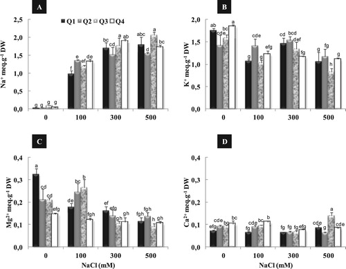 Figure 4. Effect of different NaCl concentrations (0, 100, 300 and 500 mM) on leaves Na+ (A), K+ (B), Mg2+ (C) and Ca2+ (D) content of quinoa genotypes after 2 weeks of treatment. Means of six replicates ± SE. Bars with similar letters are not different at P < 0.05 according to Duncan’s multiple range test at 95%.