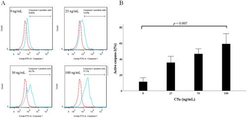 Figure 3. C5a-stimulation induces pro-IL-1β expressions in human peripheral blood mononuclear cells. Flow cytometric analysis of CD14+ monocytes stimulated by C5a. PBMCs stimulated by C5a for 6 h. The expression of active caspase-1 was analyzed by flow cytometric analysis. Data are based on five independent experiments. (A) Flow cytometry overlay histograms for active caspase-1 demonstrate typical cell profiles comparing between C5a stimulated CD14+ monocytes and negative controls. (B) The histogram indicates the percentage of active caspase-1 positive cells in CD14+ monocytes stimulated by various concentrations of C5a. Active caspase-1 expression was detected using FAM-FLICA™ (blue histogram) or isotype control antibody (red histograms). The data are expressed as the mean ± SE. PBMCs: peripheral blood mononuclear cells.