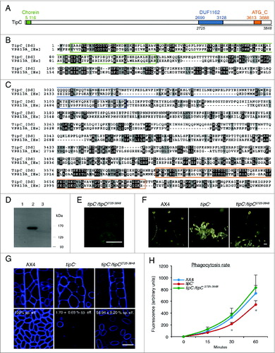 Figure 2 (See previous page). The conserved C terminus of TipC largely complements the tipC− phenotype. (A) Scheme of the 3848-amino acid TipC protein and the conserved domains (colored boxes). The line under the scheme depicts the fragment expressed in the complementation experiments. Alignment of the N-terminal (B) and C-terminal (C) regions of D. discoideum TipC (EAL73163.1) and the human VPS13A (NP_150648.2) proteins using the ClustalW algorithm and shaded using the Boxshade tool at the SDSC Biology WorkBench server (http://workbench.sdsc.edu/). Identical residues are shaded black, and similar residues are shaded gray. Colored boxes frame the conserved domains. (D) Western blot using anti-GFP antibody confirmed the presence of a unique band of 150 kDa in the transformed strain with the C-terminal region of TipC (amino acids 2725 to 3848) fused to GFP. Lanes 1 and 3 correspond to protein extracts of AX4 and tipC− that do not express the fused proteins and were used as controls of antibody specificity. (E) The C-terminal TipC polypeptide fused to GFP is localized in the cytoplasm according to in vivo confocal microscopy visualization of transformed cells. (F) The complemented strain rescues fruiting body development. Scale bar: 10 μm. (G) Calcofluor staining shows details of stalk differentiation and spore shape of the different strains. For tipC− mainly cell debris could be visualized. Scale bar: 10 μm. Spore efficiency of each strain (sp. eff.) is indicated. (H) Phagocytosis rate of the wild-type, the mutant, and the complemented strain was measured through the internalized fluorescent signal of cells that were previously incubated with fluorescent beads during the indicated times.