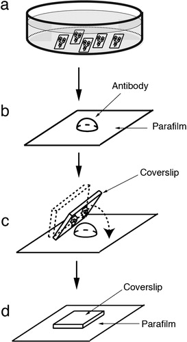 Figure 2. Schematic illustrations of incubation methods with blocking solution or antibody solution on wax film. A 50-μl drop of diluted blocking solution or antibody solution was dispensed onto the surface of a piece of wax film in the wet chamber (b), followed by gently coverslipping the cells upside down on the drop (d), and transfer to the microwave oven (d).