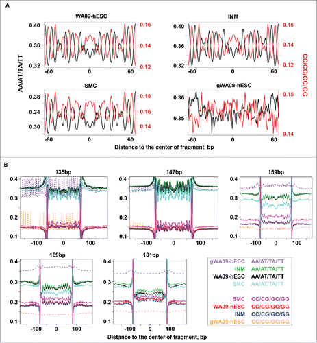 Figure 6. Mononucleosomal fragments display A/T and G/C dinucleotide oscillation. (A) Mononucleosomal (WA09-hESC, INM, and SMC) or randomly sheared genomic DNA and hence non-nucleosomal (gWA09-hESC) fragments of 147 bp were aligned. Then, the average frequencies of AA/AT/TA/TT (black) and GG/GC/CG/CC (red) dinucleotides were computed at each base position and presented at the left and right Y-axis, respectively. The X-axis represents the relative base coordinates from the center of the fragment. Also see Fig. S6 and Table S4. (B) Mononucleosomal or randomly sheared fragments of 135 bp, 147 bp, 159 bp, 169 bp, and 181 bp were plotted. The Y-axis indicates the frequency of either AA/AT/TA/TT or GG/GC/CG/CC of a cell type, with each represented by a color as illustrated. The X-axis extends into neighboring genomic regions. See Table S4 for the complete data of fragments ranging from 135 bp to 209 bp.