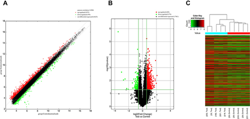 Figure 3 mRNA expression profile of mRNA. (A) Scatter plot of mRNA. (B) Volcano plot of differentially expressed mRNA. (C) Heatmap analysis of mRNA. Red and green indicate upregulated and downregulated mRNAs, respectively, and black indicates mRNAs with no significant differential expression. The five left and right columns represent CSU patients and healthy controls, respectively.