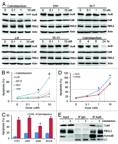 Figure 5. CaM inhibitors inhibit cell proliferation and induce apoptosis. (A-B) A549 cells were treated with five different CaM inhibitors for 16 h before assaying for endogenous Aurora B (AurB), CaM, FBXL2 and actin protein by immunoblotting (A). A549 cells were also treated with calmidazolium at 10 μM concentration for 24 h before assaying for endogenous Aurora B, CaM, FBXL2 and actin protein by immunoblotting. A549 cells treated in (A) were also assayed for apoptosis. (C) Four leukemia cell lines were treated with calmidazolium (10 μM) for 16 h, before assaying for apoptosis (n = 3 experiments). (D) A549 cells and faster growing MLE cells were treated with calmidazolium with indicated dose for 16 h, before assaying for apoptosis using Annexin V. IC50 of calmidazolium induced MLE cell apoptosis is ~1 μM, whereas IC50 of calmidazolium induced A549 cell apoptosis is ~5 μM (n = 3 experiments). (E) A549 cells were also treated with calmidazolium (10 um) for 24 h; cells were then collected and subjected to Aurora B immunoprecipitation (AurB) followed by CaM, FBXL2, and Aurora B immunoblotting. LC = light chain.