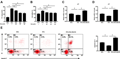Figure 1 Metformin prohibits free fatty acids (FFA)-treated human keratinocyte proliferation. HaCat cells were treated with 400 μM FFA for 10 days, and then the intervention groups were co-treated with metformin at different concentrations and FFA for additional 4 days. (A) Metformin inhibited triglyceride (TG) level of HaCaT cells. (B) Metformin inhibited HaCaT cell proliferation analyzed by CCK8. Metformin (40mM) increased the mRNA levels of p16 (C) and p21 (D). (E) Metformin (40mM) promoted HaCaT cells apoptosis. Representative FACS analysis (left panel) and the ratios (right panel) of Annexin V+ PI− HaCaT cells. Data are presented as the mean ± SD and are representative of three independent experiments. *p < 0.05.