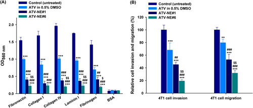 Figure 6. In vitro antimetastatic effects of ATV and ATV-NEs. (A) Inhibition of the adhesion of 4T1 cells to the extracellular matrix (ECM) components fibronectin, collagen I, collagen IV, laminin I, and fibrinogen, and bovine serum albumin (control) by ATV in 0.5% DMSO, ATV-NE#1, and ATV-NE#6. Values are shown as means ± SDs (n = 4). ***p <.001 compared with the control (untreated) for the same ECM component; ##p <.01, ###p <.001 compared with ATV in 0.5% DMSO for the same ECM component; $p <.05, $$p <.01 compared with ATV-NE#1 for the same ECM component. (B) Inhibition of invasion and migration of 4T1 cells by ATV in 0.5% DMSO, ATV-NE#1, and ATV-NE#6. Values are shown as means ± SDs (n = 4). **p <.01, ***p <.001 compared with the control (untreated); ##p <.01, ###p <.001 compared with ATV in 0.5% DMSO; $$p <.01 compared with ATV-NE#1.