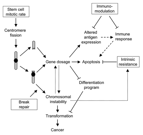 Figure 3. Stem cell characteristics favor tumor development. A combination of stem cell properties (boxes), essential for their role in tissue renewal, contributes to the long-term accumulation of cells bearing genetic defects (arrows). A sustained mitotic rate in combination with highly active break repair and resistance to apoptosis are important to avoid stem cell depletion. These factors however promote chromosomal instability after accidental breakage and fusion of centromere-containing chromosome arms, resulting in the survival of genetically imbalanced cells. Elimination of cancer cells by the immune system (dashed arrows) might be ineffective as a consequence of stem cell immunosuppressive capacity. Once chromosomal instability is initiated, it promotes a self-amplifying cycle of gene dosage and reduced apoptosis (dotted arrows) through the duplication and deletion of genomic segments.