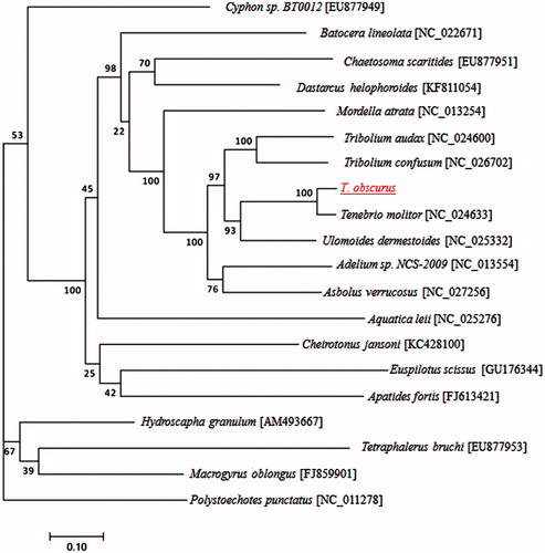 Figure 1. The maximum likelihood phylogenetic tree of T. obscurus and other beetles based on the nucleotide sequence of 13 mitochondrial protein-coding genes regions.