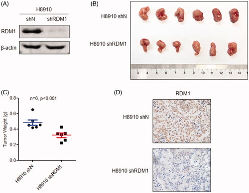 Figure 3. Knockdown of RDM1 inhibits human ovarian carcinoma cell growth in vivo. (A) The stable RDM1-knockdown (shRDM1) and control (shN) of H8910 cell line was constructed by short hairpin RNA (shRNA) and then analysed the expression of RDM1 by immunoblotting with the antibodies against RDM1. (B) H8910 shN and shRDM1 cells were injected subcutaneously into 4-6 weeks old immunocompromised mice. When tumour growth enough, they were removed, taken photos and measured tumours’ weights. (C) The weights of tumours are presented as Mean ± SD (n = 6). (D) The images of IHC staining of RDM1 was performed for RDM1-knockdown (shRDM1) or control (shN) tumours.