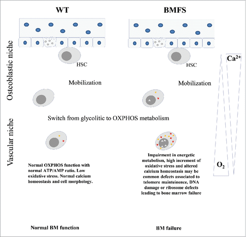 Figure 1. Schematic representation of a possible mechanism that induces bone marrow failure. ^DNA damage; *Oxidative stress; +Membrane peroxidation.