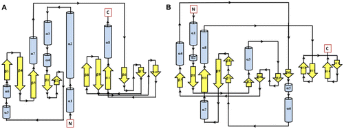 Figure 1 Secondary structure topology of CHASE domain of AtHK1 showing 11 β-sheets and 8 α-helices structures (A) and OsHK3b (B) showing 14 β-sheets and 8 α-helices.