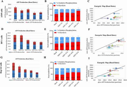 Figure 3. NDV reduces total ATP production, with a higher proportion of glycolysis-derived ATP. (A-C) Seahorse XF Real-time ATP rate analysis in A549 cells upon NDV infection at 6, 12, 18, and 24 hpi. Metabolic flux analysis on the Seahorse XF shows decrease in total ATP production in A549 cells compared to mock infection (A), with an increase proportion of ATP derived from glycolysis, decrease proportion of ATP derived from OXPHOS (B). Energetic map of the mitochondrial ATP production rate (mito-ATP) versus glycolysis ATP production rate (Glyco-ATP) (C). (D-F) Seahorse XF Real-time ATP rate analysis in DF-1 cells upon NDV infection at 6, 12, 18, and 24 hpi. Metabolic flux analysis on the Seahorse XF shows decrease in total ATP production in DF-1 cells at 6, 12, 18 and 24 hpi compared to mock infection (D), with an increase proportion of ATP derived from glycolysis, decrease proportion of ATP derived from OXPHOS (E). Energetic map of the mitochondrial ATP production rate (mito-ATP) versus glycolysis ATP production rate (Glyco-ATP) (F). (G-I) Seahorse XF Real-time ATP rate analysis in Hep G2 cells upon NDV infection at 6, 12, 18, and 24 hpi. Metabolic flux analysis on the Seahorse XF shows decrease in total ATP production in Hep G2 cells at 6, 12, 18, and 24 hpi compared to mock infection (G), with an increase proportion of ATP derived from glycolysis, decrease proportion of ATP derived from OXPHOS (H). Energetic map of the mitochondrial ATP production rate (mito-ATP) versus glycolysis ATP production rate (Glyco-ATP) (I). Data are mean ± SEM, all data are from three independent experiments.