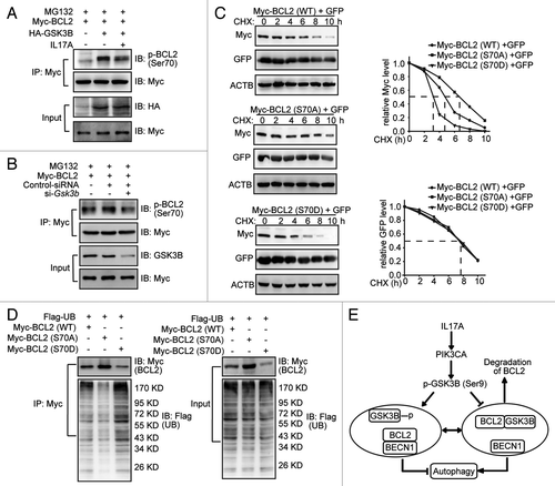 Figure 7. GSK3B phosphorylates BCL2 at Ser70 to trigger the ubiquitination of BCL2. (A) IL17A eliminates the phosphorylation of BCL2 Ser70 induced by GSK3B. Cells transfected with GSK3B-HA were treated with IL17A (30 ng/ml) for 2 h. Then cell lysates were prepared and immunoprecipitated with anti-Myc antibody. The precipitates were detected by anti-p-BCL2 (Ser70) antibody. (B) Depletion of GSK3B decreased the expression of phosphorylation of BCL2 at Ser70. Cells were transfected with si-Gsk3b and BCL2-Myc for 24 h. Then cell lysates were prepared and immunoprecipitated with anti-Myc antibody. The precipitates were detected by anti-p-BCL2 (Ser70) antibody. (C) Mimicking phosphorylation at Ser70 accelerates degradation of BCL2. Cells were transfected with Myc-tagged BCL2 variants (WT, S70A, or S70D) plasmids for 24 h. Then cells were treated with CHX for the indicated times. The cells were also transfected with an identical amount of pEGFP-N1 plasmid to monitor the transfection efficiency. The expression of BCL2 or GFP was examined by western blotting with anti-Myc antibody (for BCL2) or anti-GFP antibody respectively. (D) Mimicking phosphorylation of BCL2 Ser70 promotes ubiquitination. Cells were transfected with Flag-tagged ubiquitin and Myc-tagged BCL2 variants (WT, S70A, or S70D) plasmids. Cell lysates were immunoprecipitated with anti-Myc antibody. The precipitates were blotted with anti-Flag antibody and anti-Myc antibody. (E) Schematic diagram of the mechanism of IL17A-mediated attenuation of autophagy in pulmonary fibrosis. IL17A activates PIK3CA to induce the phosphorylation of GSK3B at Ser9, which causes a decrease in the kinase activity of GSK3B. The suppressed GSK3B attenuates the phosphorylation and degradation of BCL2. Thus, enhanced expression of BCL2 promotes the association of BCL2 and BECN1 to protect against the activation of autophagy.