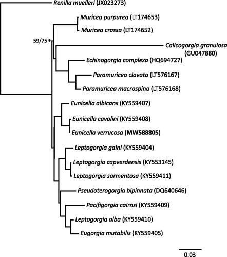 Figure 1. Phylogram constructed by maximum-likelihood analysis of 17 octocoral mitochondrial genomes using the PhyML plugin for Geneious v6.1.8. The analysis comprises 16 Alcyonacea (soft corals) genomes and a Pennatulacea (sea pens) genome as an outgroup; sequence data for all 14 mitochondrial protein-coding genes were extracted from complete mitochondrial genomes available in GenBank and aligned using ClustalW in Geneious v6.1.8; see Supplemental Material, section S3, for full details. All nodes (except one – see values for ML/BI on * node) had consensus support values of >70 for maximum likelihood and >90 for Bayesian inference. The Eunicella verrucosa specimen (sequenced in the current study) is labeled in bold.