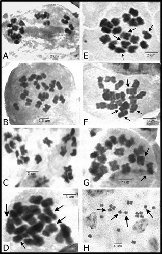 Figure 3. Metaphasic plates.Mitotic plates observed in each analyzed taxa of this study. A: A. nivea, B: M. auriculata, C: M. foliosa, D: S. arcuatum, E: S. brachycarpum, F: S. biseriatum, G: S. tenuifolium, and H: S. rupestre. Black arrows indicate submetacentric chromosomes in Schizopetalon.