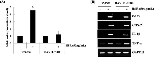 Figure 4. Effect of NF-κB signalling pathway on HSR-mediated production of immunomodulators in RAW264.7 cells. (A and B) RAW264.7 cells were pretreated with BAY 11–7082 (NF-κB inhibitor, 20 μM) for 2 h and then co-treated with HSR (50 μg/ml) for 24 h. (A) NO level was measured by the Griess assay and (B) RT-PCR, respectively. *P < 0.05 compared to that for cells without HSR treatment.