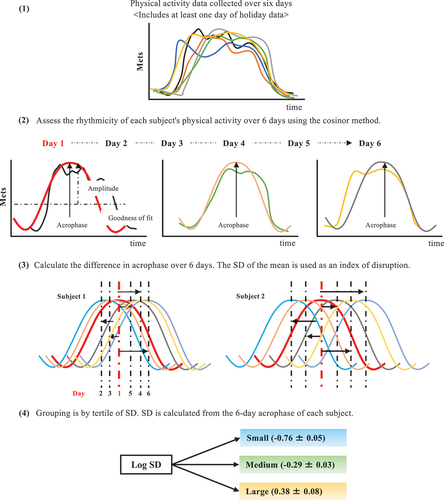 Figure 2. Circadian activity rhythm assessment and grouping. (1) Each participant is asked to wear an accelerometer for at least 6 consecutive days (including at least 1 holiday). (2) the cosinor method is used to evaluate the circadian activity rhythm from the obtained accelerometer data. The acrophase (peak time), amplitude, and goodness of fit (rhythmicity) of the normalized data are determined using the single cosinor method. For disruption of circadian activity rhythms, the peak phase (acrophase) is first estimated by fitting the daily physical activity data to a cosine curve. (3) the difference in the peak phase (time) is then determined up to day 6, using the acrophase on day 1 as the reference, as the difference between days 1 and 2 and between days 1 and 3. The standard deviation (SD) of the mean 6-day difference in the peak phase is calculated. (4) the higher the SD value, the more disrupted the circadian activity rhythm. SD is used after logarithmic transformation (Log SD). SD, standard deviation.