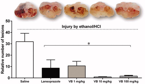 Figure 3. Gastroprotective effect of resin from V. oleifera in mice. At the top, macroscopic images of the stomachs of mice subjected to injury by ethanol/HCl. The bar graph shows the mean number of lesions in the respective groups. The values are represented as mean ± S.E.M. Relative number of lesions compared to negative control group. *p < 0.05 vs. control mice; VB: resin of V. oleifera. n = 5.