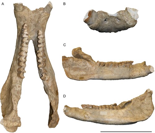 FIGURE 5. Neotype mandible of Chilotherium schlosseri (Weber, Citation1905) (GPIH 3015) from the Upper Miocene of Samos Island in dorsal (A), anterior (B), right lateral (C), and left lateral view (D). Scale bar equals 20 cm in A, 15 cm in B, and 30 cm in C and D.