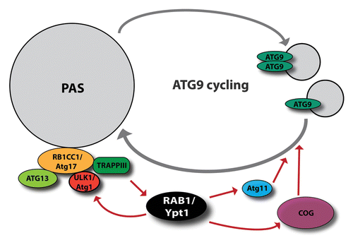 Figure 3. RAB1/Ypt1 has a key role in autophagosome formation. Through its interactors, the conserved oligomeric Golgi (COG) complex and Atg11, it facilitates ATG9/Atg9 cycling. Moreover, activated by the RAB1 GEF, TRAPPIII, RAB1 participates in the recruitment of ULK1/Atg1 to the PAS.