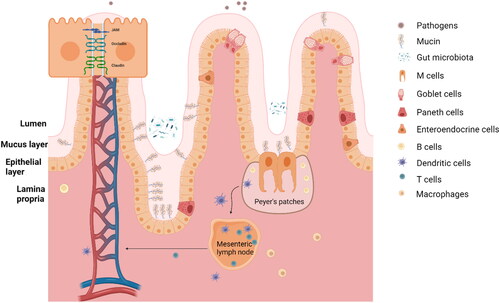 Figure 2. The gastrointestinal immune barrier. The gastrointestinal immune barrier is composed of three main layers: the mucus layer, the epithelial layer, and the lamina propria. These layers work together to protect the GI tract from harmful substances and to maintain immune homeostasis. (1) The mucus layer is the first line of defense in the GI immune barrier. It is composed of a gel-like matrix called mucus, which is produced by goblet cells. The mucus layer acts as a physical barrier, trapping pathogens, toxins, and other foreign particles. It also contains antimicrobial molecules that assist in neutralizing pathogens and prevent their entry into the underlying tissues. (2) The cellular layer is located beneath the mucus layer and consists of epithelial cells that form a tight barrier. These cells are connected by tight junctions, preventing the passage of harmful substances between them. The cellular layer also contains intraepithelial lymphocytes (IELs), specialized immune cells that monitor and protect the epithelium from invading pathogens. IELs can quickly respond to antigens and release immune mediators to eliminate threats. (3) The lamina propria is the third layer of the GI immune barrier, located beneath the cellular layer. It is a connective tissue layer containing a rich population of immune cells, such as lymphocytes, macrophages, and dendritic cells. These immune cells sample the luminal content, detect pathogens, and initiate immune responses when necessary. The lamina propria is also involved in immune tolerance, allowing beneficial nutrients and commensal bacteria to pass while preventing the invasion of harmful substances.