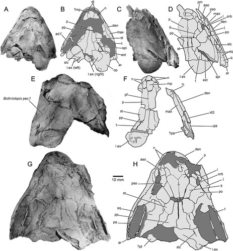 FIGURE 3. Harajicadectes zhumini, skulls in dorsal view, all whitened latex peels of the original fossil molds. A, photographs and B, drawings of NTM P6410 (holotype); C–D, CPC 39948 (paratype); E–F, NMVP 228722; G–H, AMF 99704.