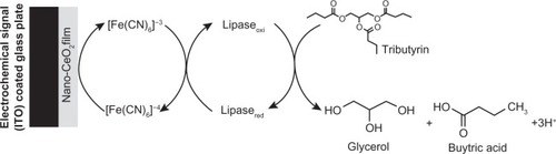 Figure 2 Electrochemical reaction at lipase/nano-CeO2/ITO bioelectrode.Citation47