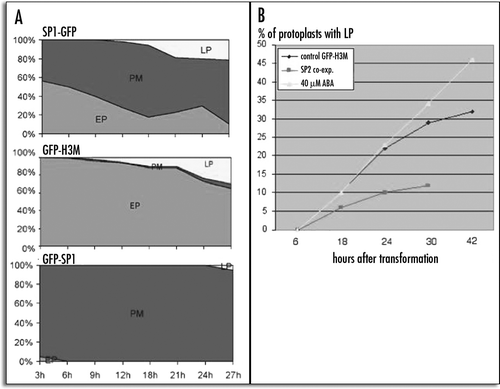 Figure 5 Graphic representation of time-dependent distribution of fluorescent patterns of chimeras: (A) percentage of cells, indicated as partial areas of the graphic, showing an E.P. (blue), a L.P. (yellow) or a PM (red) fluorescent pattern when SP1-GFP, GFP-H3M or GFP-SP1 were expressed; (B) graphic representation of internalization of GFP-H3M in different conditions: SP2 coexpression and ABA stimulation. It is reported the percentage of cells showing endocytotic fluorescent endosomes (L.P.).