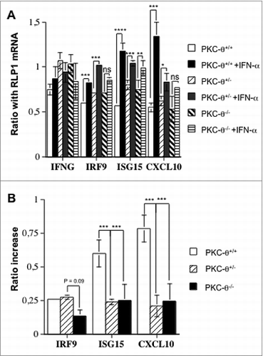 Figure 4. PKC-θ-dependent transcriptional changes in NK cells induced by IFNα. (A and B) Spleens of wild-type (wt), protein kinase C-θ null heterozygotes (PKC-θ+/−) or knockout (PKC-θ−/−) C57BL/6 mice were used to magnetically (MACS) isolate 10 × 106 natural killer (NK) cells. NK cells from each group were cultured in complete medium for 90 min with or without 100 IU/mL of IFNα, as indicated. RNA was extracted, reverse transcribed and cDNAs amplified via real time qPCR. (A) mRNA expression level of interferon-γ (IFNG) interferon regulatory factor 9 (IRF-9), ISG15 ubiquitin-like modifier (ISG15) or chemokine (C-X-C motif) ligand 10 (CXCL10) as a ratio of the reference RLP1 mRNA level used for standardization. (B) qPCR results from (A) shown as the increase in the ratio of the indicated mRNA level expressed in control cells (untreated) versus cells treated with IFNα. Results are the mean ± SD of duplicate determinations in 2 independent experiments; statistical analyses were performed by Student's t test; *P < 0.05; **P< 0.02; ***P < 0.01; ns: difference not statistically significant.