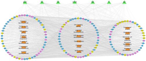 Figure 4 GBKC-major hubs-main pathway network. Green triangles represent each herbs contained in GBKC; round blue nodes represent putative targets of GBKC; round red nodes represent CB associated targets; round yellow nodes represent both GBKC targets and CB associated targets; orange rectangles represent top 18 pathways from enrichment analysis of major targets; edges represent interactions among herbs in GBKC, putative targets, CB associated targets, and main pathways.