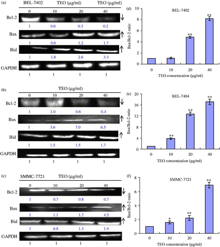 Figure 8. Expression levels of Bcl-2, Bax and Bid proteins in TEO-treated BEL-7402 (a), BEL-7404 (b) and SMMC-7721 (c) cell lines. (d–f) Bax/Bcl-2 ratios of three HCC cell lines. Data are representative of means ± SD from three independent experiments. *p < 0.05 and **p < 0.01 compared with control group.
