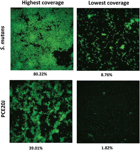 Figure 5. Confocal microscope observation (63 ×) of the effect of the addition of the cell extract if strain 20J (PCE20J) on biofilm formation by S. mutans. The highest and the lowest covered surface fields among the eight fields analysed per sample are shown. A reduction of at least 50% of covered surface is observed in the presence of PCE20J