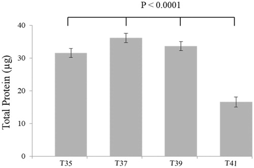 Figure 2. Average total protein content per temperature derived from C2C12 culture at different temperature for 72 h. No significant of total protein between 35 °C and 39 °C but significantly differentiated to 41 °C. All data are from three independent plates and four temperatures.