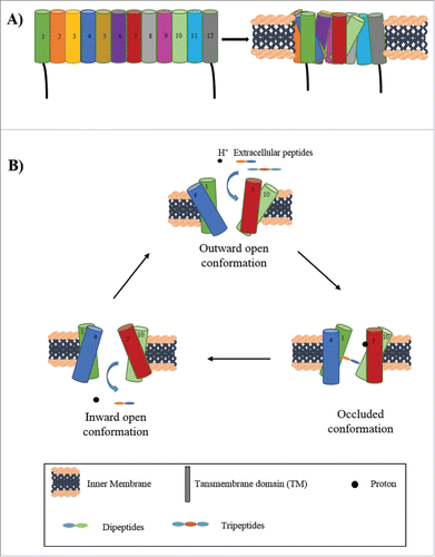 Figure 1. Proton coupled peptide transporters (PTR or POT transporters). A. General structure of PTR transporters. A representation of single PTR transporter showing number of transmembrane domains (TM 1–12) spanning the inner membrane and the final arrangement of these domains into monomeric functional unit. The arrangement of the transmembrane domains is not accurate. For exact structure of PTR transporters refer to Newstead, S. 2015 [27]. B. Mechanism of peptide transport by PTR transporters. The outward open conformation allows for the binding of proton and the peptide. Upon binding of the proton to TM7, the peptide binds to TM 1 and 10, forming the occluded conformation. Finally the inward open state leads to release of peptide and proton in the cytoplasm.