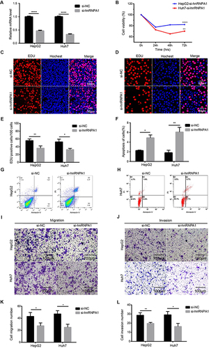 Figure 5 Reduced expression of hnRNPA1 decreases the proliferation, migration, and invasion, and promoted apoptosis in HCC cells. (A). Relative hnRNPA1 expression level in HepG2 and Huh7 cells transfected with si-RNAs targeting hnRNPA1 by qRT-PCR. (B–E) Proliferation of HepG2 and Huh7 cells after knockdown of hnRNPA1 by CCK-8 (B) and EDU assay (C–E), scale bar = 50 μm. (F–H) Representative results and statistical analysis of apoptosis in HepG2 (G) and Huh7 cells (H). (I–L). Representative results and statistical analysis of transwell assay (scale bar = 100 μm) in HCC cells after knockdown of hnRNPA1. Data are expressed as the means ± SD from three independent experiments. *P < 0.05, **P < 0.01, and ****P < 0.0001.